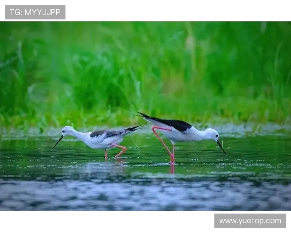 大阪钢吧与鸟类的奇妙对话探索自然与城市的和谐共生